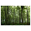 Papermoon Premium collection Fototapete Wald (B x H: 350 x 260 cm, Vlies) | BAUHAUS