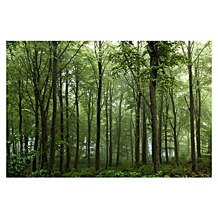 Papermoon Premium collection Fototapete Wald (B x H: 450 x 280 cm, Vlies)