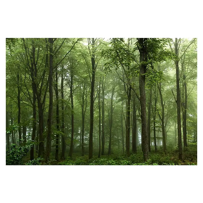 Papermoon Premium collection Fototapete Wald - B x H: 450 x 280 cm, Vlies - Nebelverhangener Wald mit hohen Bäumen, üppigem Grün und einem Hauch von Mysterium, der die natürliche Schönheit hervorhebt.