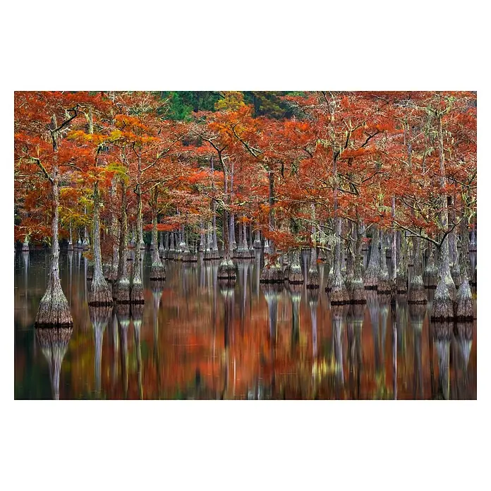 Papermoon Premium collection Fototapete Ruhige Bucht - B x H: 350 x 260 cm, Vlies - Herbstliche Sumpfzypressen spiegeln sich im Wasser, leuchtende Farben von Rot bis Gelb. Ein idyllisches Naturspiel der besonderen Art.