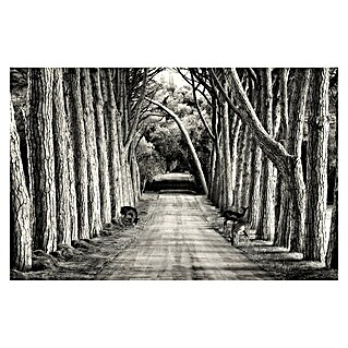 Papermoon Premium collection Fototapete Graue Allee (B x H: 300 x 223 cm, Vlies)