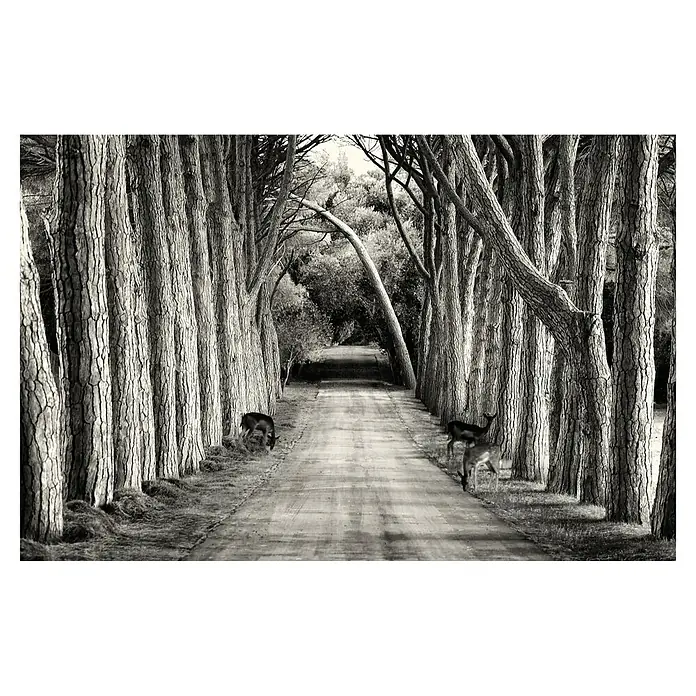 Papermoon Premium collection Fototapete Graue Allee - B x H: 300 x 223 cm, Vlies - Schwarzweißbild einer von Bäumen gesäumten Straße mit Rehen, die einen ruhigen und friedlichen Moment inmitten der Natur einfangen.
