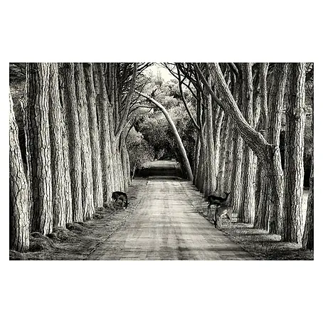 Papermoon Premium collection Fototapete Graue Allee