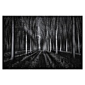 Papermoon Premium collection Fototapete In den Wal (B x H: 250 x 186 cm, Vlies) | BAUHAUS