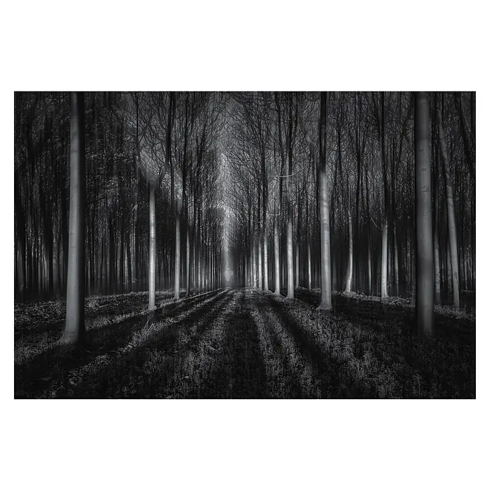 Papermoon Premium collection Fototapete In den Wal - B x H: 250 x 186 cm, Vlies - Schwarz-Weiß-Fotografie eines dichten Waldes mit hohen, schlanken Bäumen und langen Schatten, die eine geheimnisvolle Atmosphäre erzeugen.