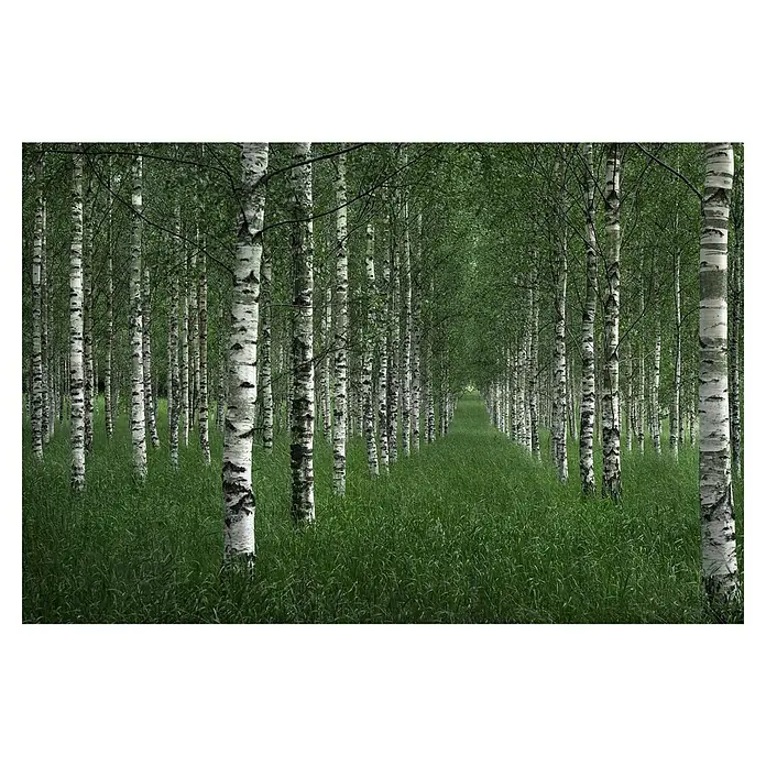 Papermoon Premium collection Fototapete Der Tunnel - B x H: 300 x 223 cm, Vlies - Ein ruhiger Birkenwald mit weißen Stämmen und saftig grünem Gras, der eine friedliche und natürliche Atmosphäre schafft.