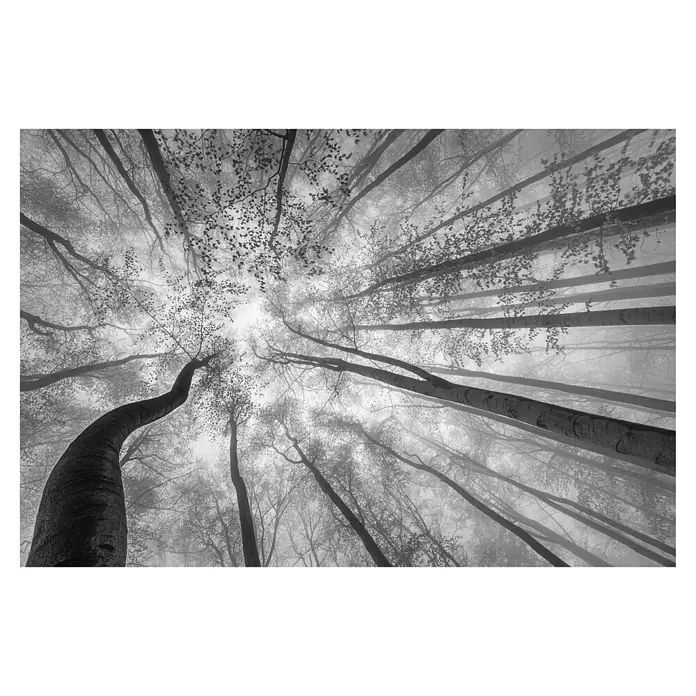 Papermoon Premium collection Fototapete Blick zu den Baumspitzen - B x H: 450 x 280 cm, Vlies - Nebelverhangener Wald zeigt hoch aufragende Bäume, deren Äste sich wie ein natürliches Dach über dem Betrachter ausbreiten.