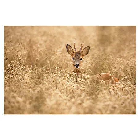 Papermoon Premium collection Fototapete Hirsch im Feld