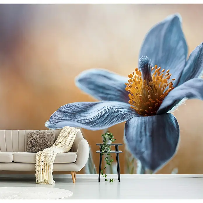 Papermoon Premium collection Fototapete Pasque - B x H: 350 x 260 cm, Vlies - Wandbild mit einer Nahaufnahme einer blauen Blume, kombiniert mit einer stilvollen Couch, einem Beistelltisch und einer Zimmerpflanze.