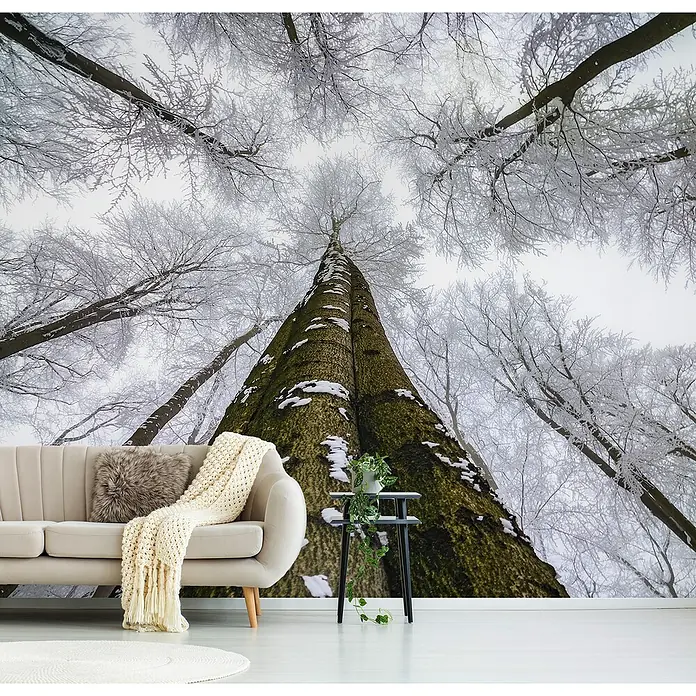 Papermoon Premium collection Fototapete Hoch schauen - B x H: 250 x 186 cm, Vlies - Wohnraum mit einer Wandtapete mit Winterbaummotiven, die eine gemütliche und natürliche Atmosphäre schafft.