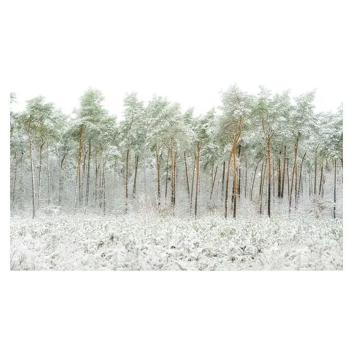 Papermoon Premium collection Fototapete Schneewelt - B x H: 300 x 223 cm, Vlies - Verschneiter Wald mit hohen Bäumen und dichtem Unterholz. Die Landschaft ist von einer dicken Schneedecke bedeckt.