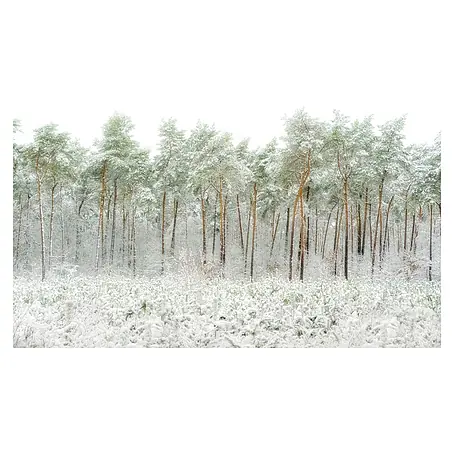 Papermoon Premium collection Fototapete Schneewelt