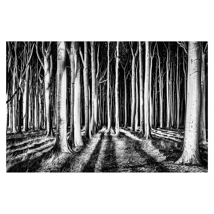 Papermoon Premium collection Fototapete Geisterwald - B x H: 300 x 223 cm, Vlies - Schwarz-Weiß-Fotografie eines Waldes mit hohen, schlanken Bäumen und einem Licht- und Schattenspiel auf dem Waldboden, das eine mystische Atmosphäre erzeugt.