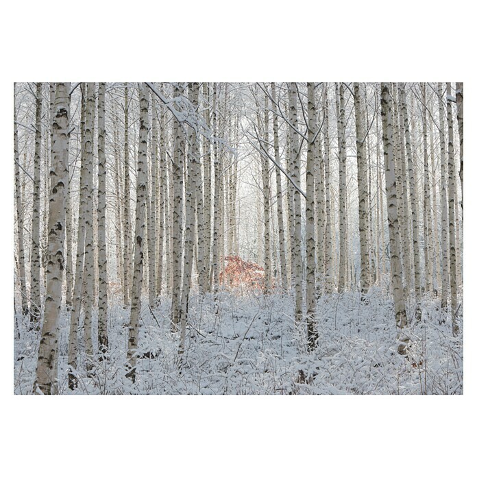 Papermoon Premium collection Fototapete Schneebedeckte Birken