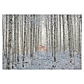 Papermoon Premium collection Fototapete Schneebedeckte Birken (B x H: 500 x 280 cm, Vlies) | BAUHAUS