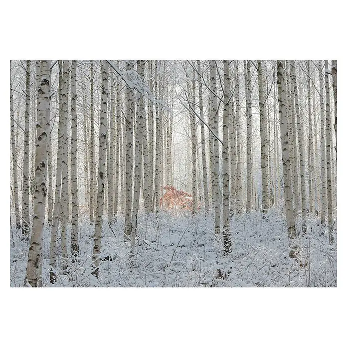 Papermoon Premium collection Fototapete Schneebedeckte Birken - B x H: 500 x 280 cm, Vlies - Winterlandschaft mit schneebedeckten Birkenstämmen, die eine friedliche und ruhige Atmosphäre vermitteln.