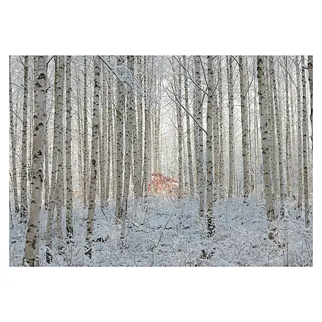 Papermoon Premium collection Fototapete Schneebedeckte Birken
