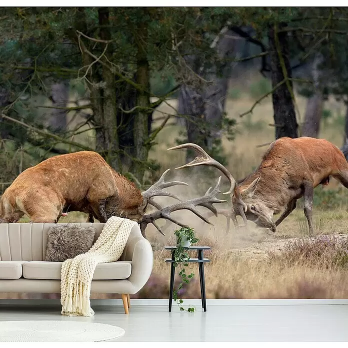 Papermoon Premium collection Fototapete Kampf der Titanen - B x H: 350 x 260 cm, Vlies - Wandbild mit zwei kämpfenden Rothirschen, hinter einem beigen Sofa und Beistelltisch.