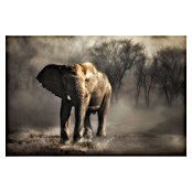 Papermoon Premium collection Fototapete Elefant Trinkwasser (B x H: 450 x 280 cm, Vlies) | BAUHAUS