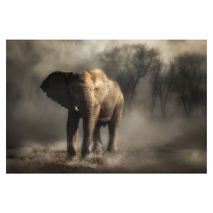 Papermoon Premium collection Fototapete Elefant Trinkwasser - B x H: 250 x 186 cm, Vlies - Ein majestätischer Elefant durchquert eine neblige Landschaft, seine imposante Gestalt dominiert die Szene und versprüht Wildheit.
