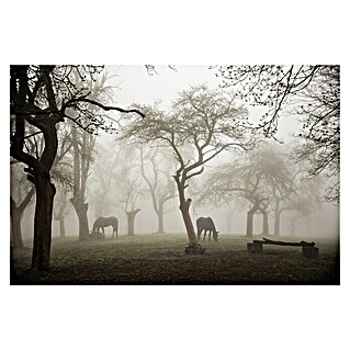 Papermoon Premium collection Fototapete Pferde im nebligen Obstgarten (B x H: 300 x 223 cm, Vlies)