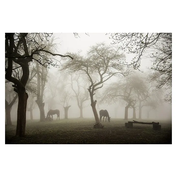 Papermoon Premium collection Fototapete Pferde im nebligen Obstgarten - B x H: 350 x 260 cm, Vlies - Mystische Nebellandschaft mit Pferden zwischen Bäumen, die eine ruhige und geheimnisvolle Atmosphäre schafft.\n