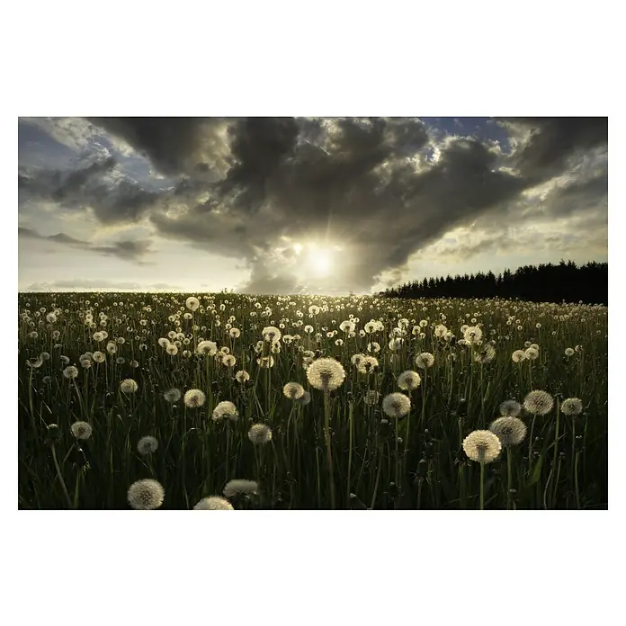 Papermoon Premium collection Fototapete Glühbirne - B x H: 250 x 186 cm, Vlies - Ein Feld voller Pusteblumen unter einem dramatischen Himmel, die Sonne bricht durch die Wolken und wirft ein warmes Licht auf die Landschaft.