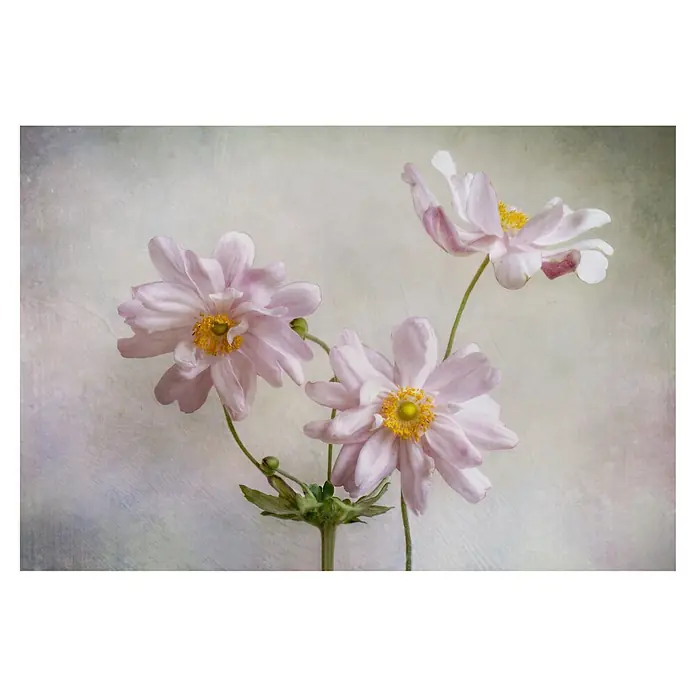 Papermoon Premium collection Fototapete Anemonen - B x H: 200 x 149 cm, Vlies - Zarte rosa Blumen mit gelben Zentren vor einem sanften, strukturierten Hintergrund, die die Schönheit der Natur einfangen.