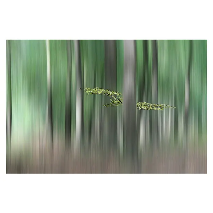 Papermoon Premium collection Fototapete Summermhering - B x H: 350 x 260 cm, Vlies - Verschwommener Waldhintergrund mit einem detailreichen Ast, der durch die Bewegung einen künstlerischen Effekt erzeugt.\n
