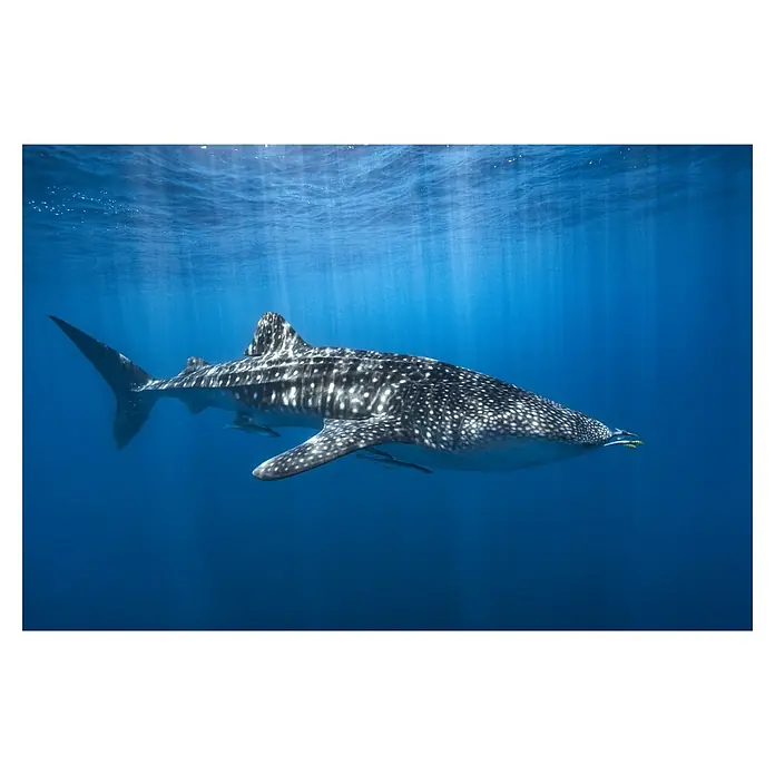 Papermoon Premium collection Fototapete Walhai in Blau - B x H: 500 x 280 cm, Vlies - Ein majestätischer Walhai gleitet anmutig durch das tiefe, blaue Meer. Sein gepunktetes Muster macht ihn zu einem echten Hingucker unter Wasser.