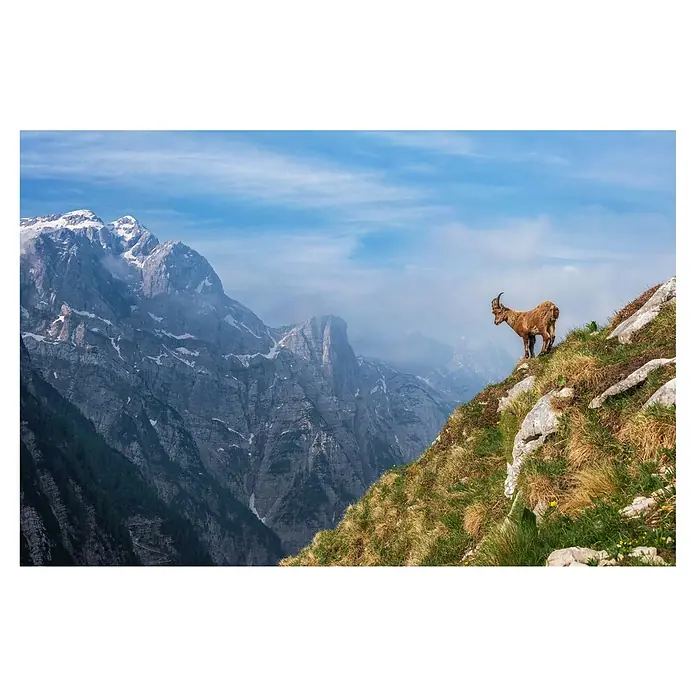 Papermoon Premium collection Fototapete Alpine Ibexbergen - B x H: 300 x 223 cm, Vlies - Ein Steinbock auf einer Bergspitze mit Blick auf die atemberaubende Landschaft. Die Hörner sind gut erkennbar.