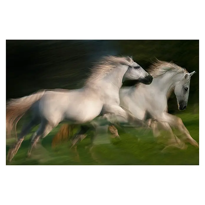 Papermoon Premium collection Fototapete Galopp für Zwei - B x H: 500 x 280 cm, Vlies - Zwei weiße Pferde galoppieren auf dieser Kunstfotografie durch eine grüne Wiese, die Bewegung und Freiheit einfängt.\n