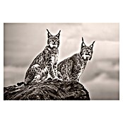 Papermoon Premium collection Fototapete Luchse auf Felsen (B x H: 200 x 149 cm, Vlies) | BAUHAUS