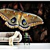 Papermoon Premium collection Fototapete Schmetterling 