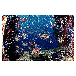 Papermoon Premium collection Fototapete Lionfish Party (B x H: 300 x 223 cm, Vlies)