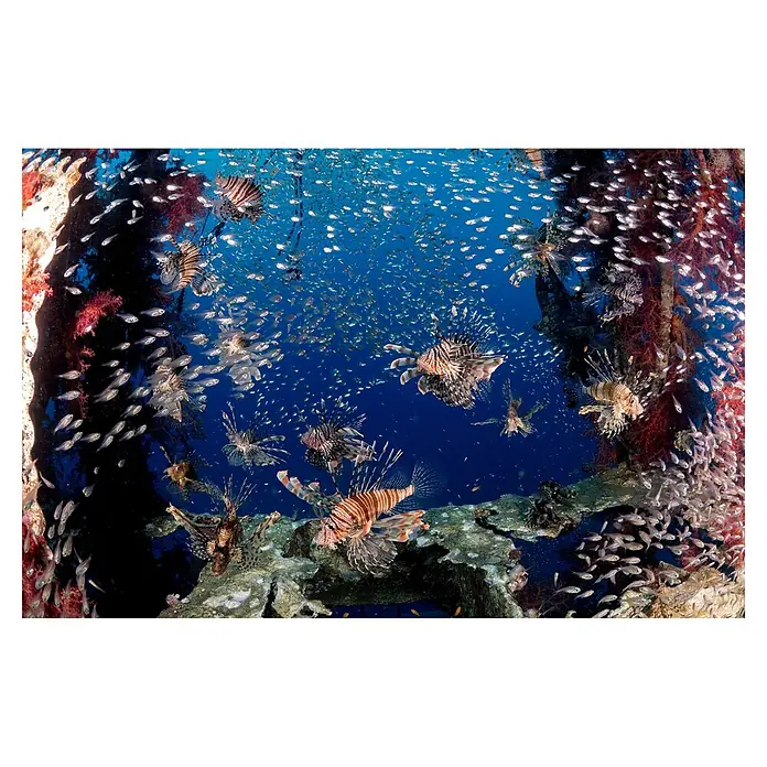 Papermoon Premium collection Fototapete Lionfish Party - B x H: 250 x 186 cm, Vlies - Unterwasseraufnahme von Rotfeuerfischen und kleinen Fischen, die ein lebendiges Meeresökosystem zeigt. Detailreiche Nahaufnahme des Meereslebens.
