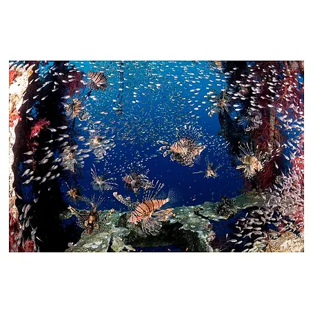 Papermoon Premium collection Fototapete Lionfish Party