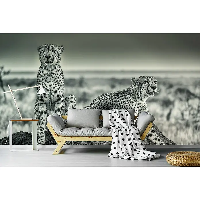 Papermoon Premium collection Fototapete Die Aussehen - B x H: 500 x 280 cm, Vlies - Wandbild mit zwei Geparden im Wohnzimmer. Ein stilvolles Zuhause mit einem einzigartigen Akzent, der die Schönheit der Natur einfängt.