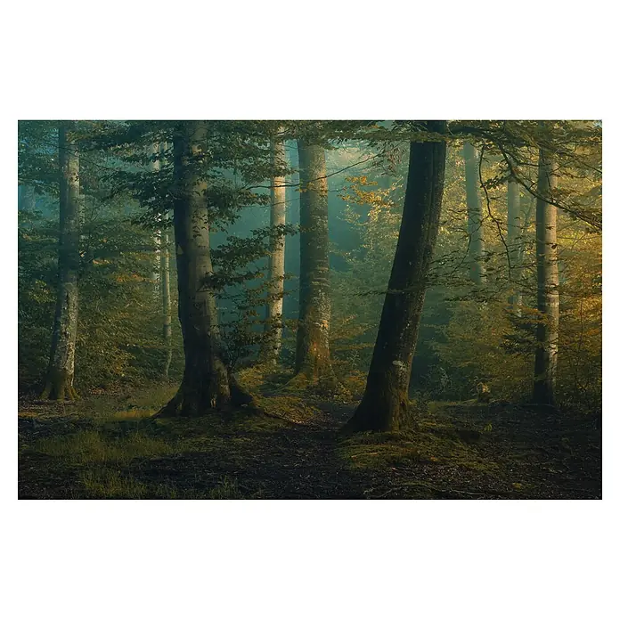 Papermoon Premium collection Fototapete Oktober-Farben - B x H: 250 x 186 cm, Vlies - Mystischer Wald mit hohen Bäumen und sanftem Lichtspiel, das eine ruhige und friedliche Atmosphäre schafft.