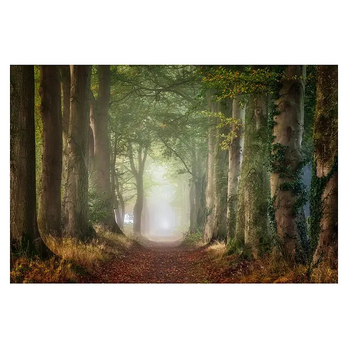 Papermoon Premium collection Fototapete Nach vorne - B x H: 250 x 186 cm, Vlies - Mystischer Waldweg im Nebel. Die Bäume säumen den Pfad und erzeugen eine geheimnisvolle Atmosphäre.