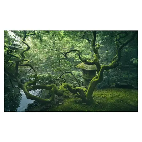 Papermoon Premium collection Fototapete Japanischer Baum