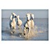 Papermoon Premium collection Fototapete Pferde im Meer 