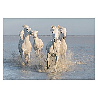 Papermoon Premium collection Fototapete Pferde im Meer (B x H: 450 x 280 cm, Vlies)