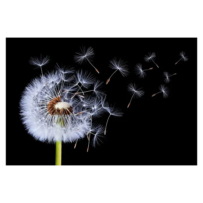 Papermoon Premium collection Fototapete Löwenzahn weht - B x H: 400 x 260 cm, Vlies - Zarte Pusteblume im Flug, die ihre Samen im Wind verliert, vor einem tiefschwarzen Hintergrund, minimalistisch und elegant.