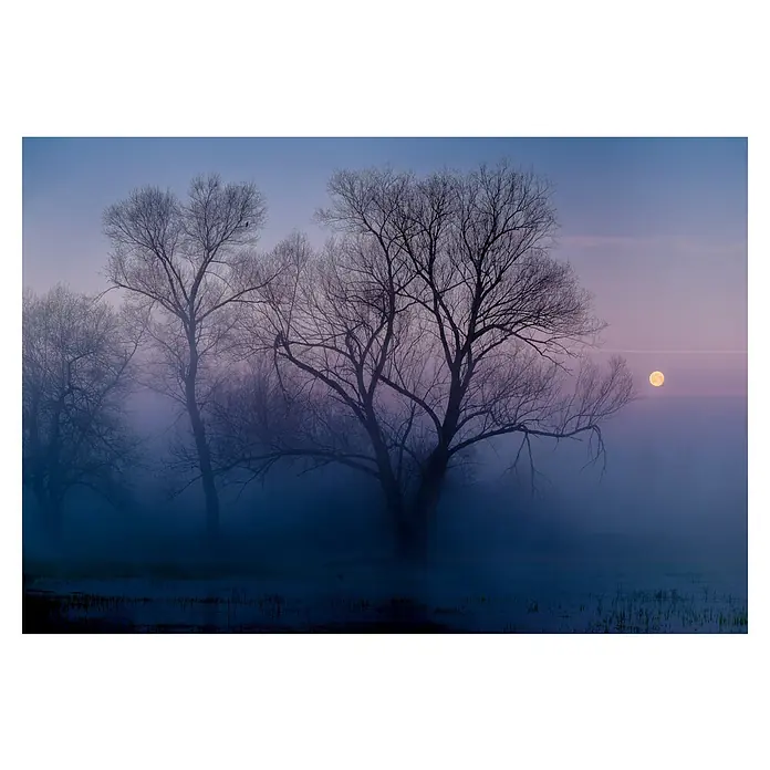 Papermoon Premium collection Fototapete Ein weiterer, neuer Tag - B x H: 350 x 260 cm, Vlies - Nebelverhangene Bäume und Vollmond. Mystische Aufnahme mit Silhouette von Bäumen im dichten Nebel und hellem Vollmond am Horizont.