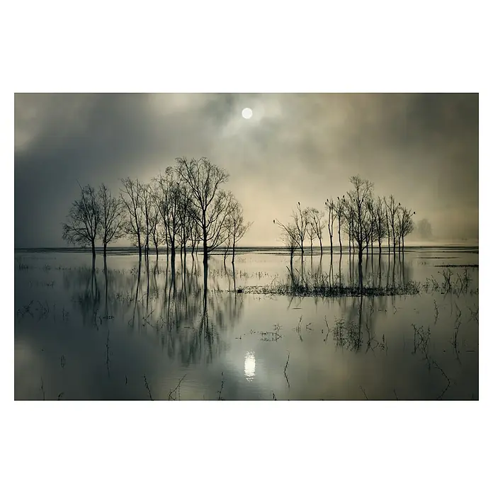 Papermoon Premium collection Fototapete Seestssee - B x H: 400 x 260 cm, Vlies - Stimmungsvolles Bild von Bäumen, die sich in trübem Wasser spiegeln, mit einem diffusen Mond im Hintergrund.