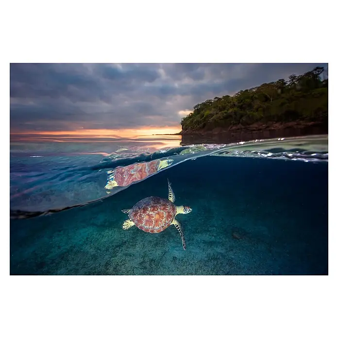 Papermoon Premium collection Fototapete Schildkröte Sonnenuntergang - B x H: 250 x 186 cm, Vlies - Unterwasseraufnahme einer Meeresschildkröte unter der Wasseroberfläche, die einen faszinierenden Einblick in das marine Leben bietet.