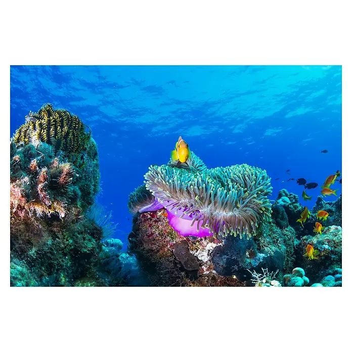 Papermoon Premium collection Fototapete Leben im Meer - B x H: 250 x 186 cm, Vlies - Ein Clownfisch inmitten einer farbenprächtigen Anemone, umgeben von Korallenriffen in einem klaren, blauen Ozean.