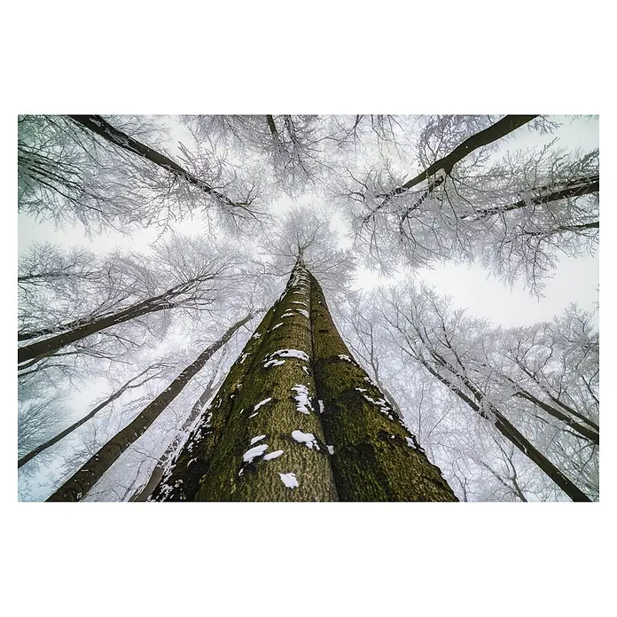 Papermoon Premium collection Fototapete Hoch schauen - B x H: 500 x 280 cm, Vlies - Blick nach oben durch einen verschneiten Wald. Die hohen Bäume sind mit Schnee bedeckt und ragen in den Himmel.