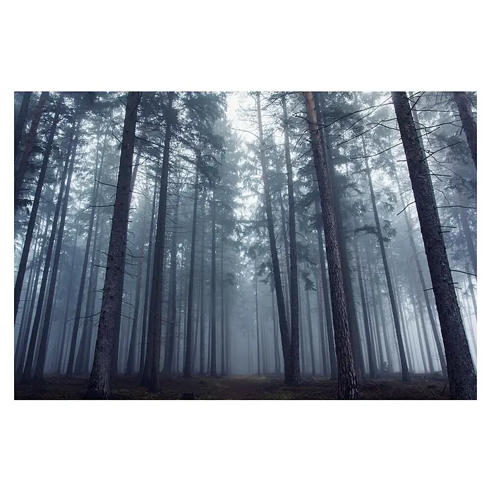 Papermoon Premium collection Fototapete Geheimnisvoll nebliger Wald - B x H: 250 x 186 cm, Vlies - Nebelverhangener Wald mit hohen Bäumen, die sich im dichten Nebel verlieren. Die mystische Atmosphäre lädt zum Verweilen und Entdecken ein.